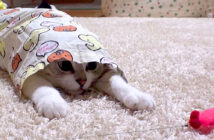 パジャマが大好きな猫