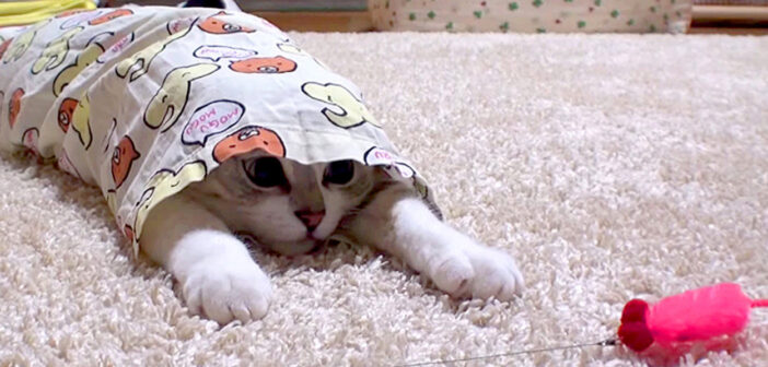 パジャマが大好きな猫