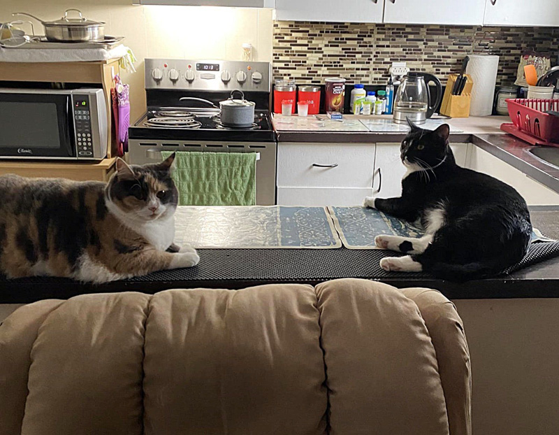 キッチンカウンターの上の猫達