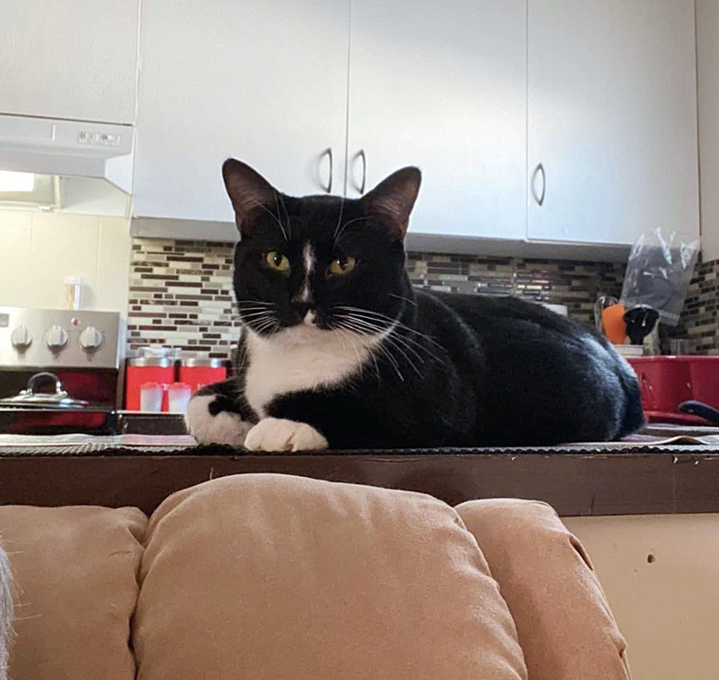キッチンカウンターの上の猫