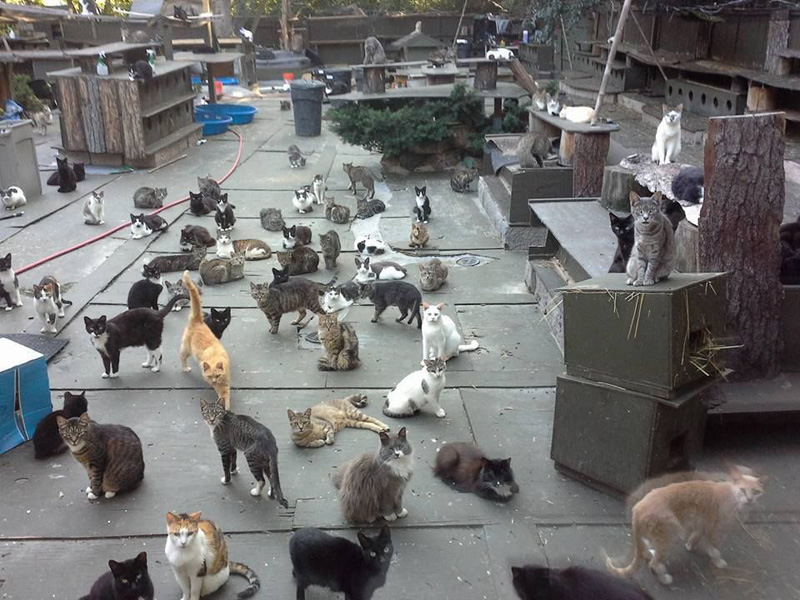 たくさんの猫達