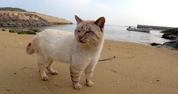 海辺で出会った猫