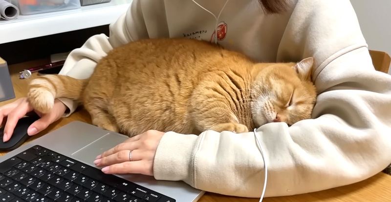 腕の中で眠る猫