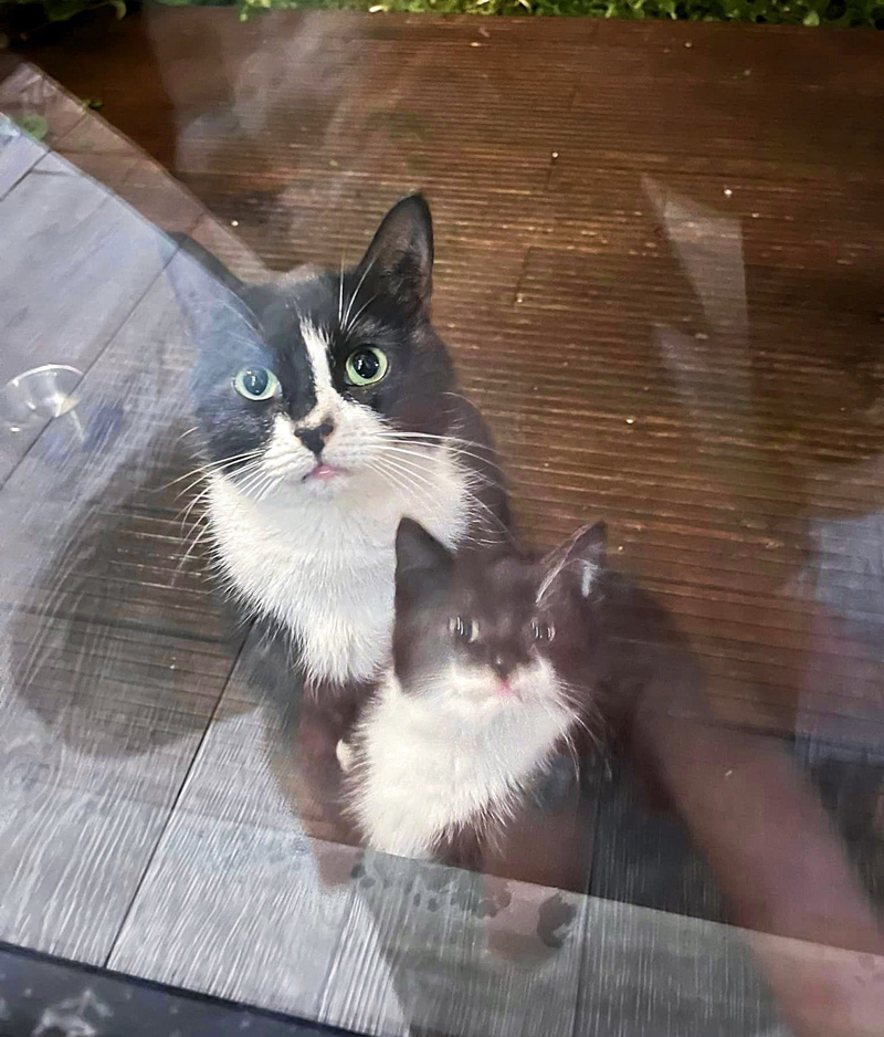 窓の外の猫の親子
