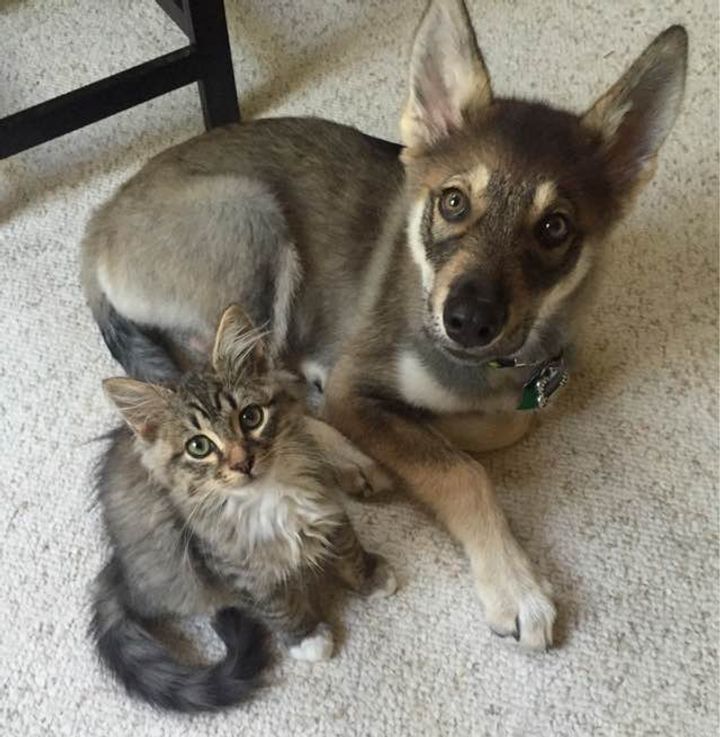 仲良しな犬と子猫