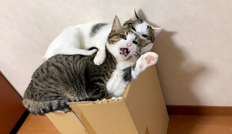 姉妹猫を噛む猫