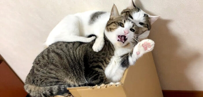 姉妹猫を噛む猫
