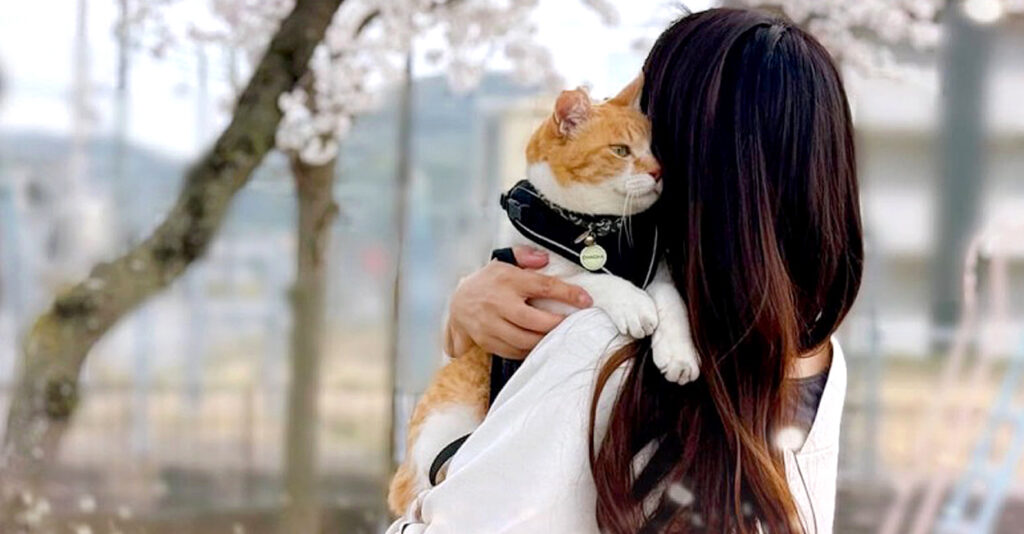 3年ぶりにお花見に行った猫さん。飼い主さんとの散歩中に可愛い姿を