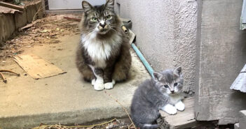 母猫と子猫