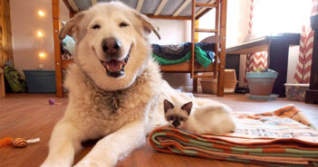 笑顔の犬と子猫