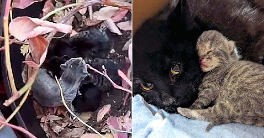 植木鉢の中に子猫達の姿を見つけた人達。母猫が見つかるまで探し続け