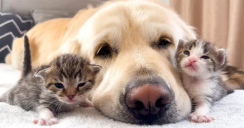 子猫達と親友になった犬