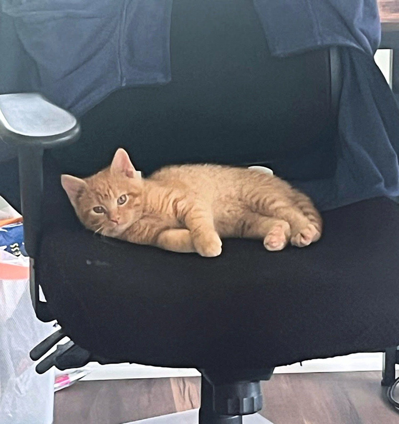椅子の上でくつろぐ子猫