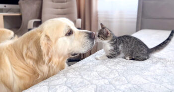 ゴールデンレトリバーと子猫の出会い