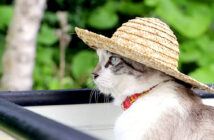 麦わら帽子をかぶった猫