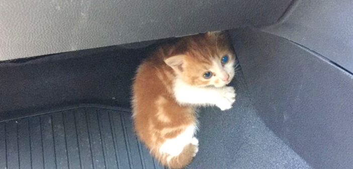 車の中に隠れる子猫