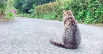 柴犬を待つ猫