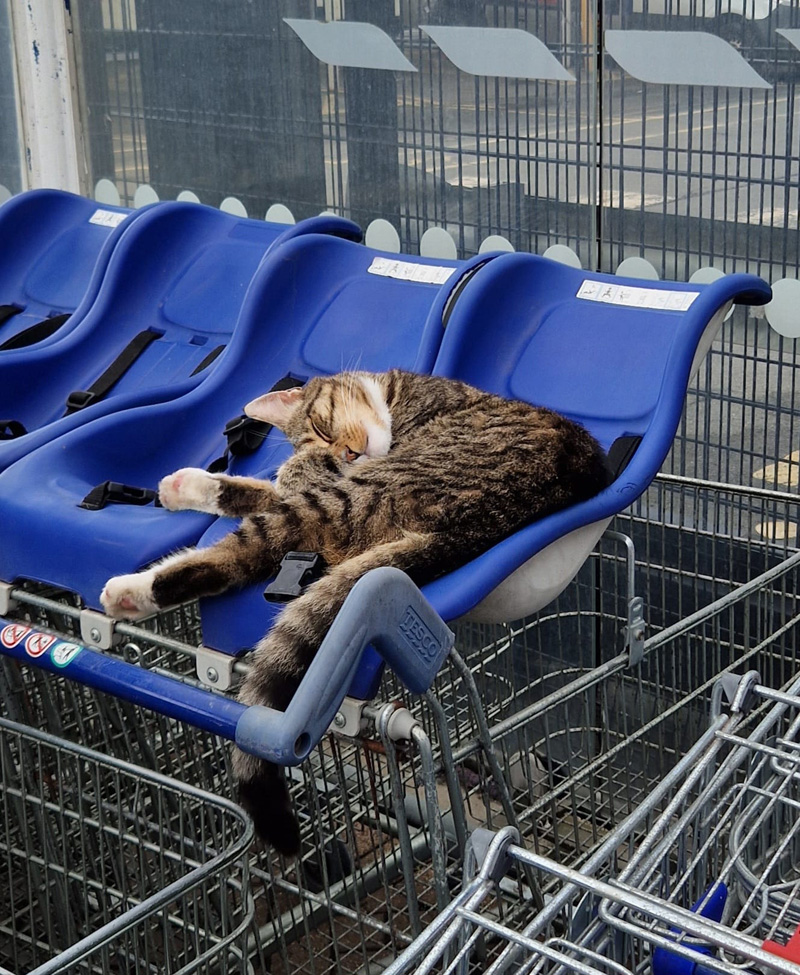 ショッピングカートで眠る猫