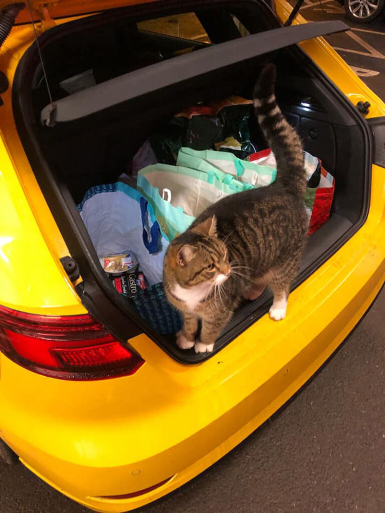 車に乗り込む猫