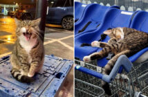 スーパーマーケットの猫