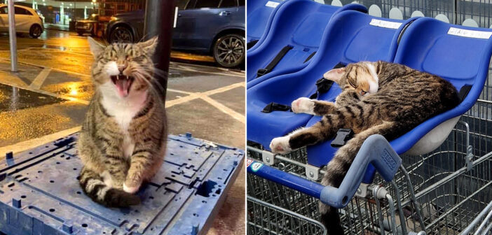 スーパーマーケットの猫