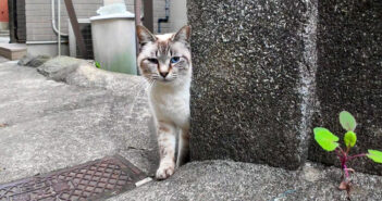 照れ屋さんな猫