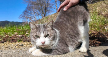 腰トントンされる猫