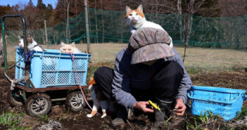 おばあちゃんを応援する猫達