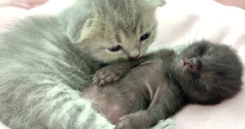 赤ちゃん猫と子猫