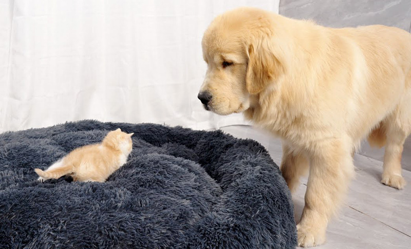 子猫にベッドを占領された犬