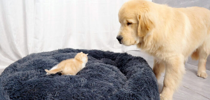 子猫にベッドを占領された犬