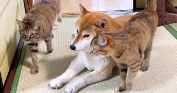 柴犬に甘えにくる猫達