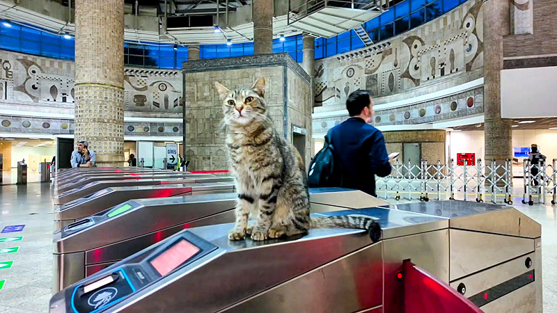 地下鉄の改札の猫