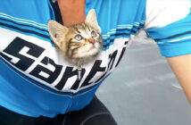 サイクリング中に出会った子猫
