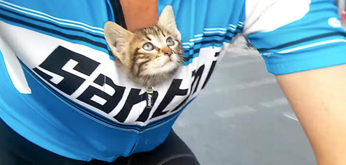 サイクリング中に出会った子猫