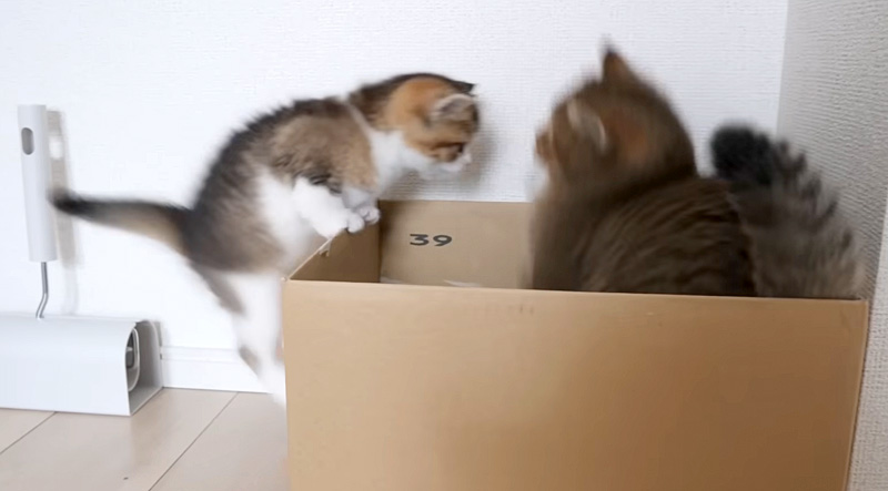 ダンボール箱に飛び込む子猫