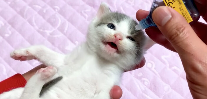 初めて目薬をさした子猫