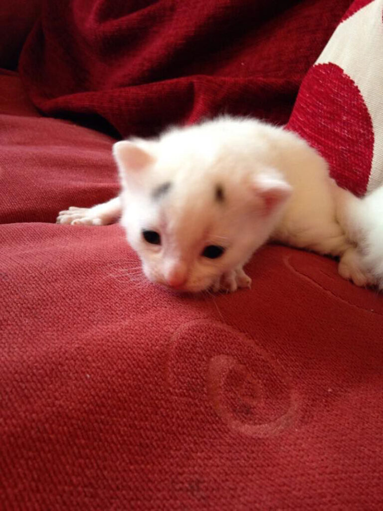 ヨチヨチ歩きの眉毛子猫