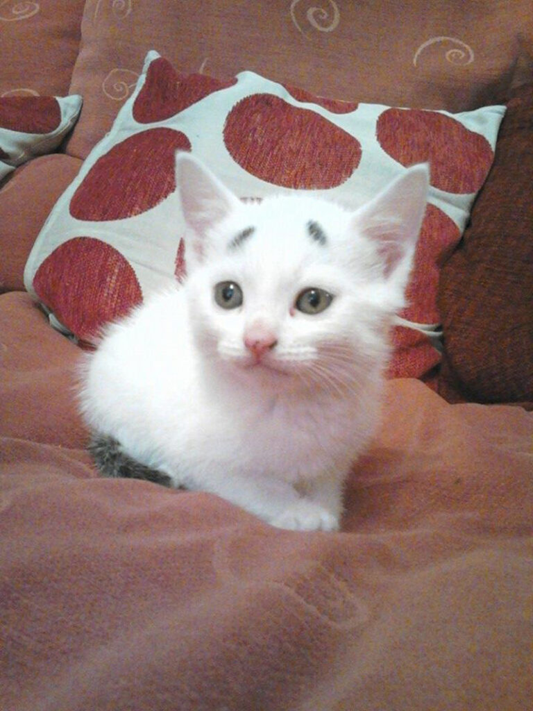 見つめる眉毛子猫