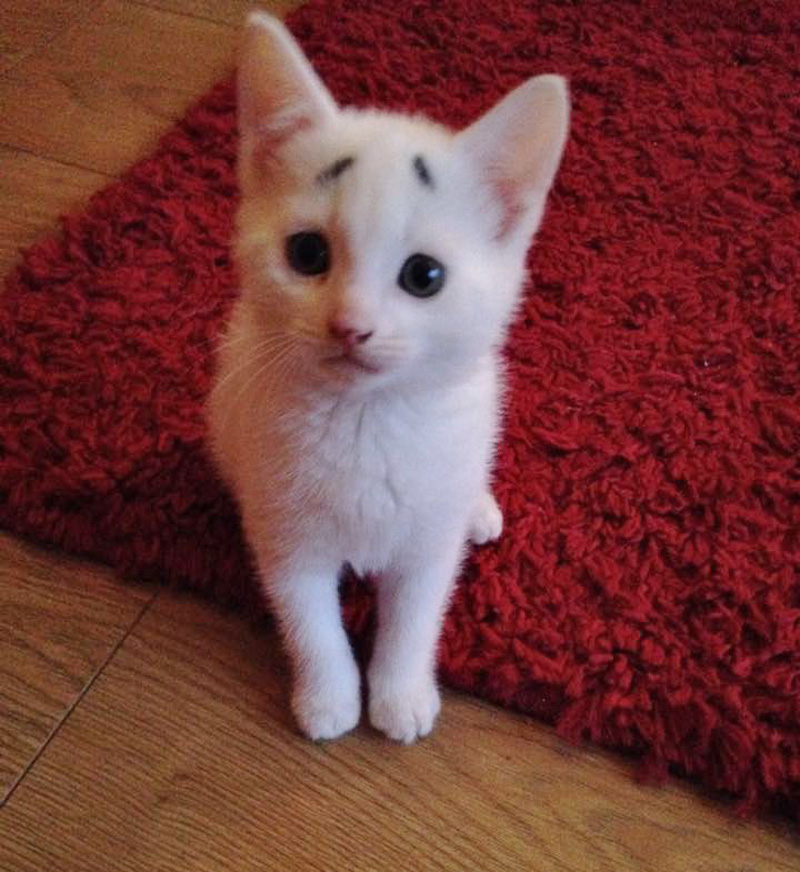 おねだり眉毛子猫