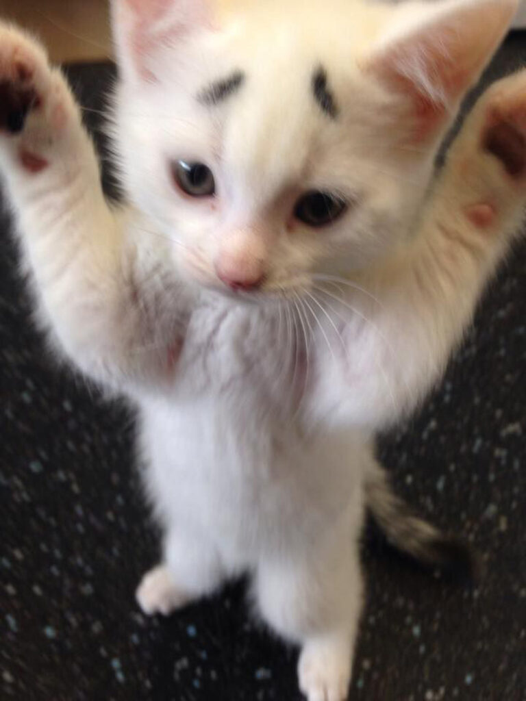 立ち上がる眉毛子猫