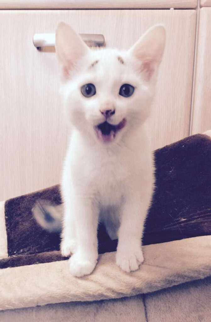 見つめる眉毛子猫