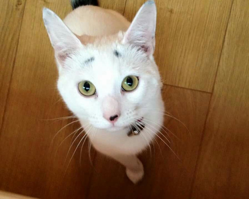 見上げる眉毛子猫