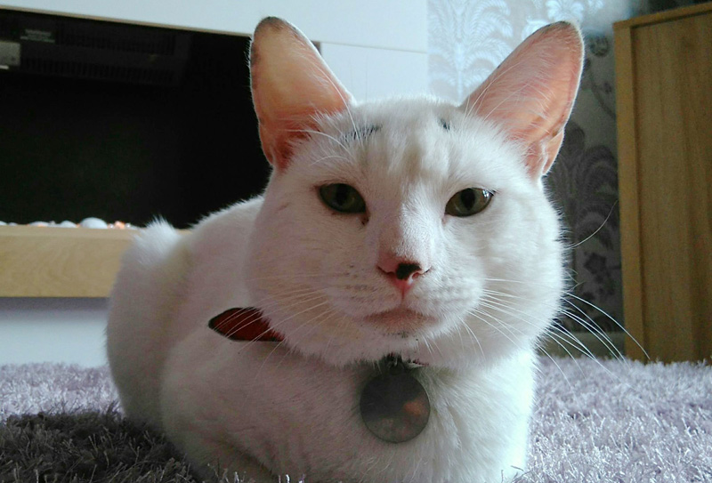 大きくなった眉毛猫