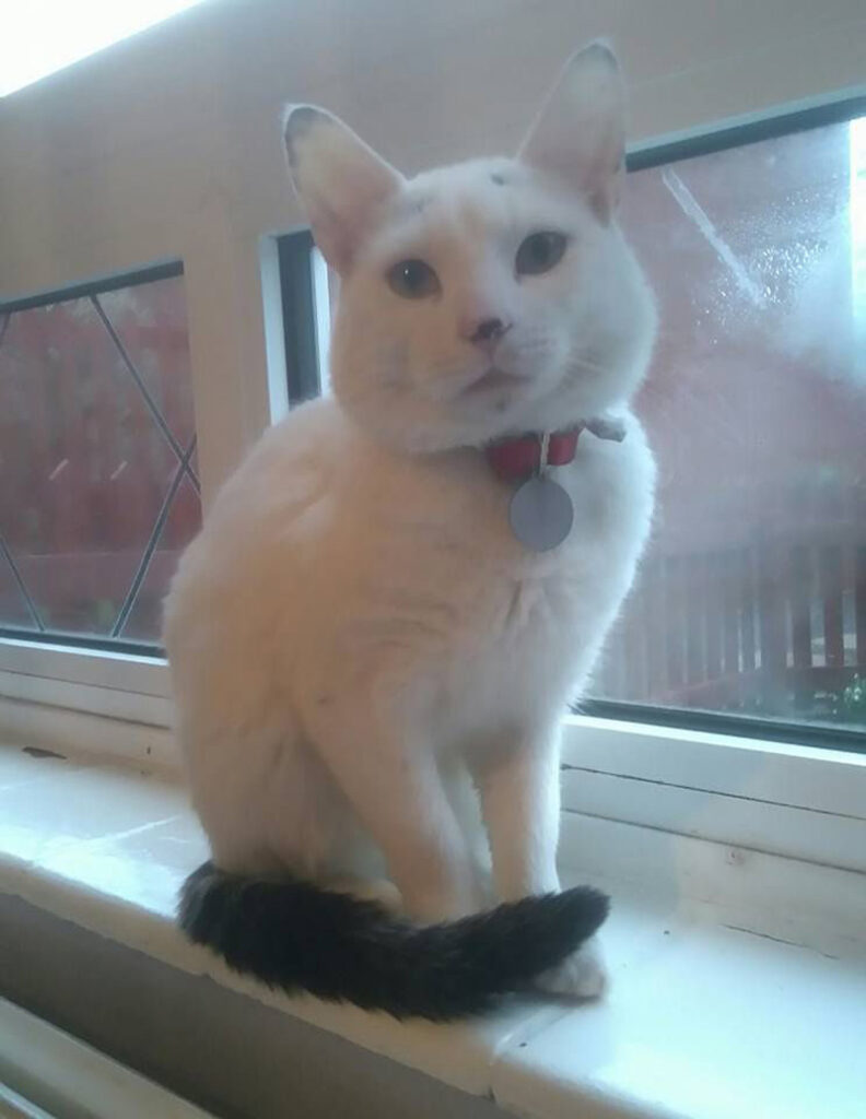 いつも眉毛猫