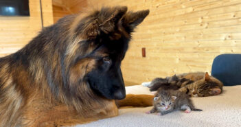 子猫と初めて会ったジャーマンシェパード