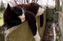 塀の上で眠る猫