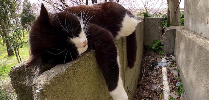 塀の上で眠る猫