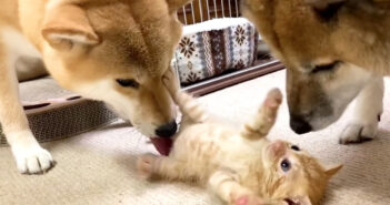 子猫と柴犬の初対面