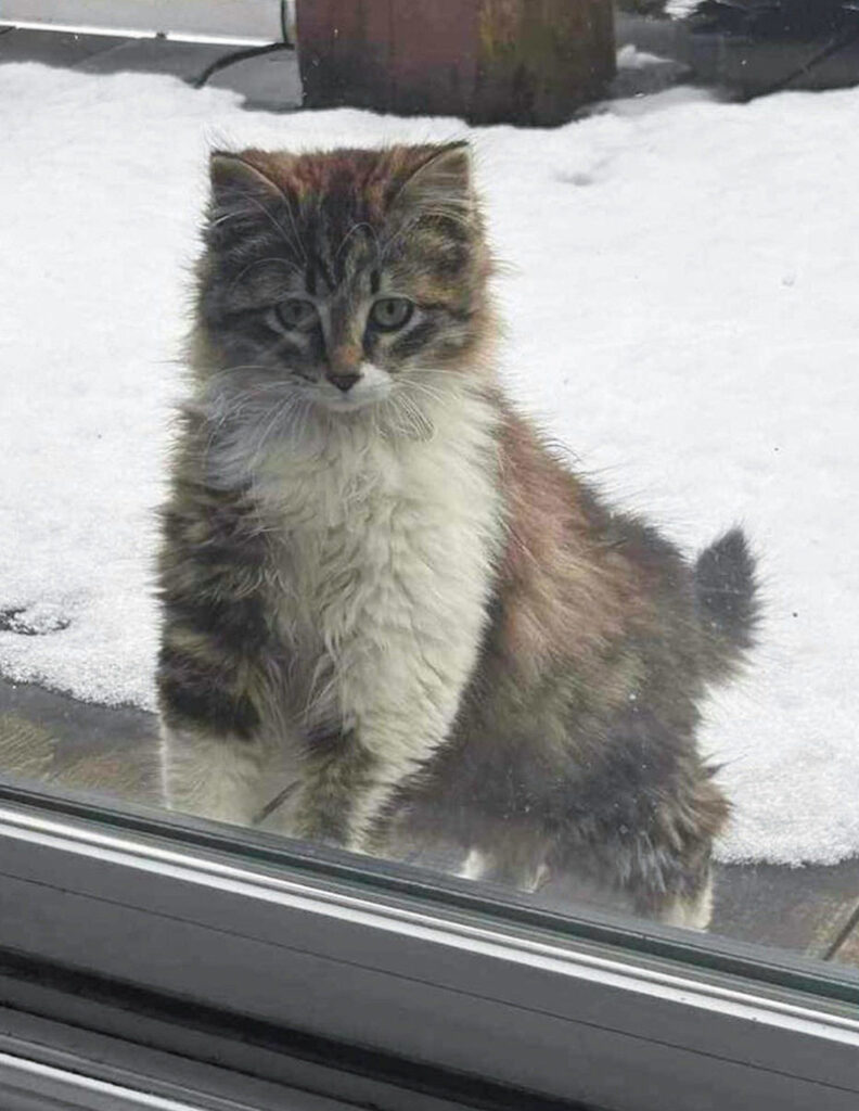窓の外に現れた子猫